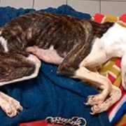 Body of emaciated dog found in trash