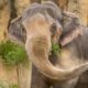 Beloved elephant euthanized