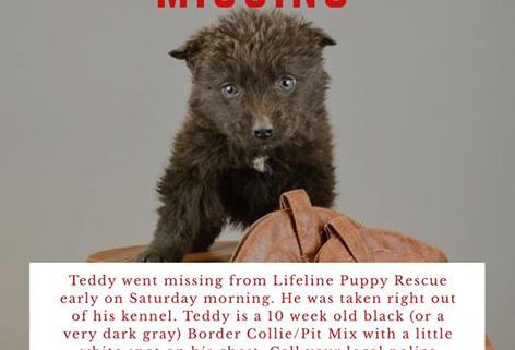Puppy stolen from rescue group