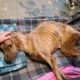 Emaciated dog found by shelter dumpster