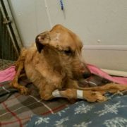 Couple charged in case of dog who was starved to death