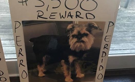 Couple puts wedding on hold to search for lost dog