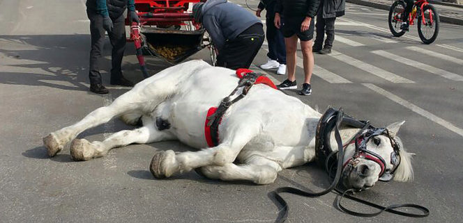 Horse collapses in Central Park