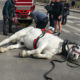 Horse collapses in Central Park