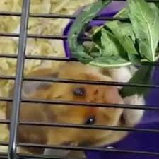 Hamster abuse 2