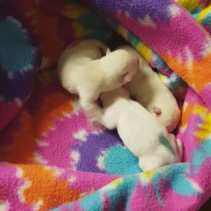Newborn chihuahua 3