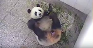 Panda birth