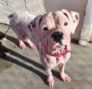 Pink dog abandoned 2