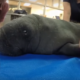 Baby manatee dies after ingesting trash from humans