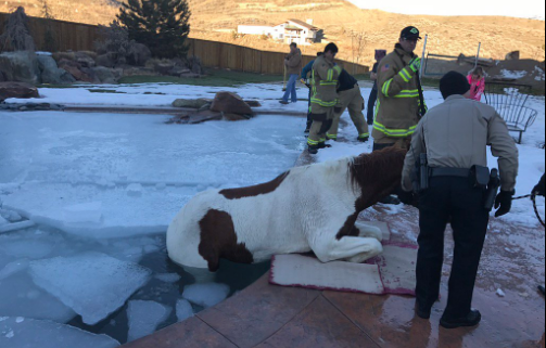 Horse trapped in ice-covered swimming pool