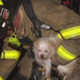 13 dogs died in deadly house fire