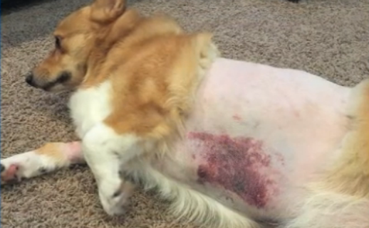 Dog seriously injured after being kicked by a groomer
