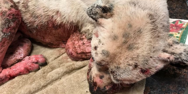 Dog with extensive burns has died