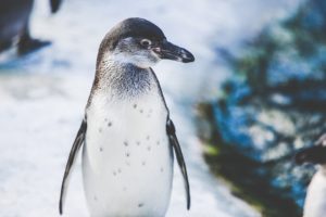 Penguin stolen from zoo is found dead