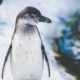 Penguin stolen from zoo is found dead