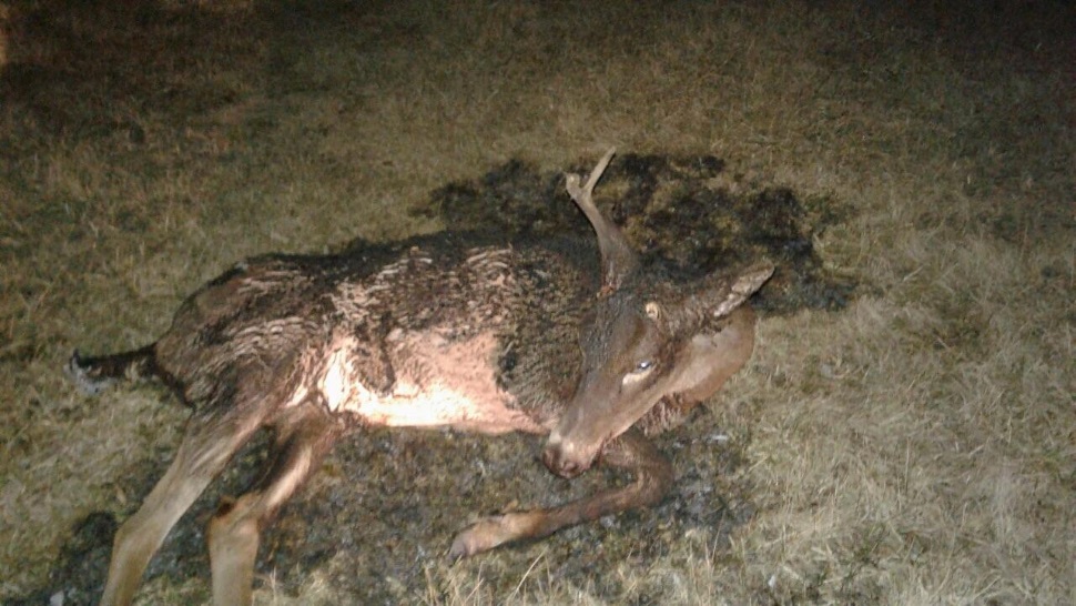 Someone set an injured deer on fire