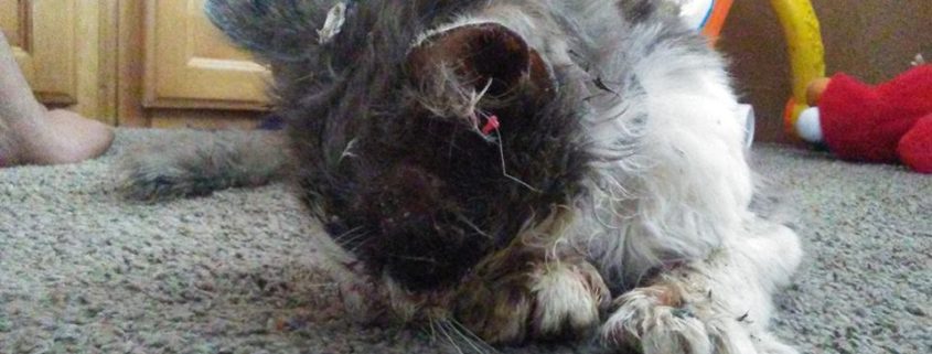 Tragic end for cat who was tortured