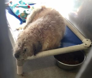 Senior dog is shaking on her bed at animal control
