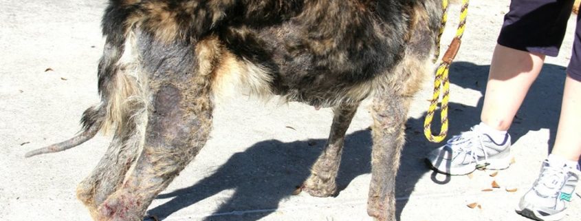 Dog was so badly neglected that she smelled like death