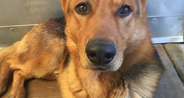 Dog sent to shelter after owner died