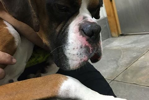 Test results back on emaciated boxer