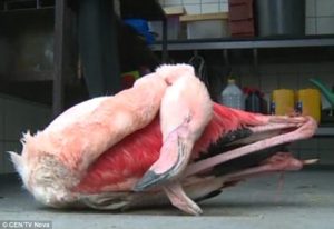 Boys attacked zoo Flamingos