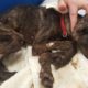 Emaciated puppy left for dead in plastic bin