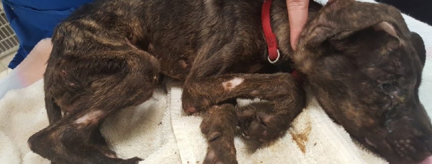 Emaciated puppy left for dead in plastic bin