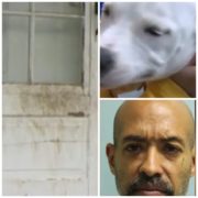 Puppy thrown into door - teens call the police