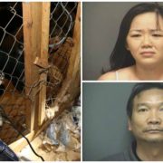 Couple facing cruelty charges for illegal breeding operation
