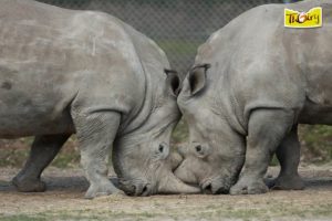 Rhino killed at paris zoo 2