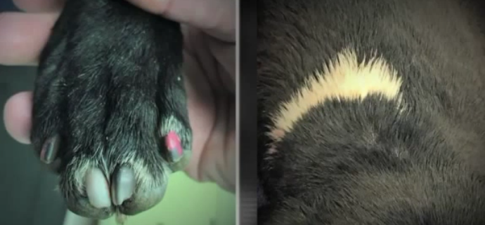 Dog with painted nails found stabbed to death