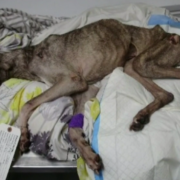 Owner charged for elderly dog's extended suffering
