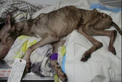 Owner charged for elderly dog's extended suffering