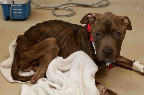 Emaciated dog found in condemned house
