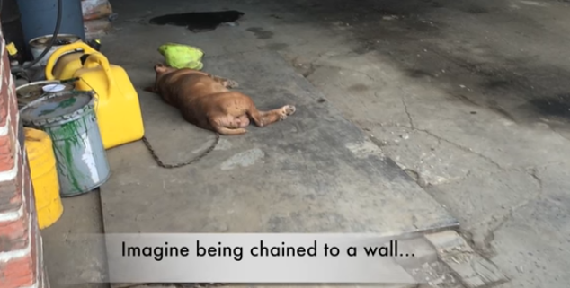 Lola was chained to a wall for 8 years