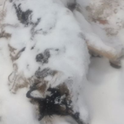 Investigation after second German shepherd found in Ontario