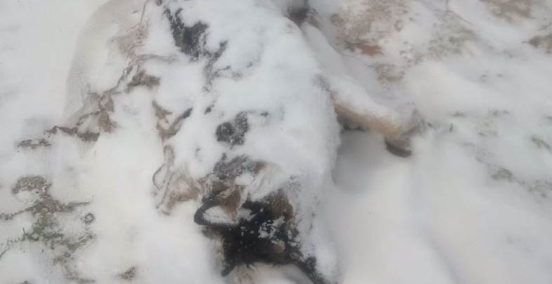 Investigation after second German shepherd found in Ontario