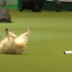Joyful dog takes a tumble during agility run