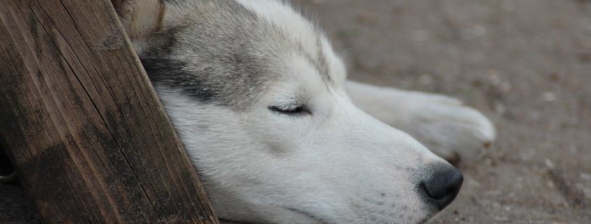 Fourth dog has died in Iditarod Race