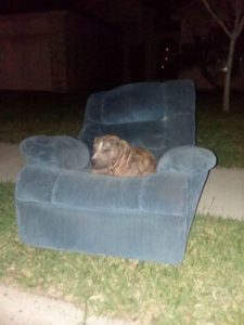 duke the couch dog cover