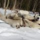 Necropsy results back for dog who died in Iditarod