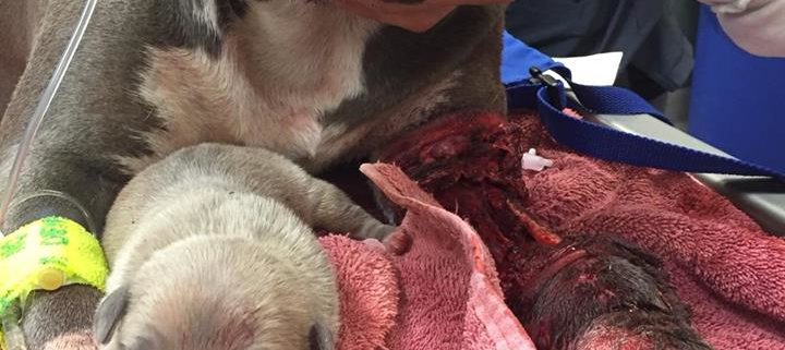 Starved dogs tried to eat mother dog through fence