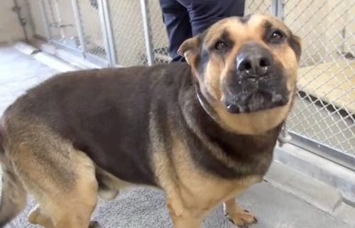 Heartbroken owner forced to surrendered beloved dog