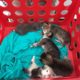 5 Kittens euthanized