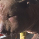 Update on dog beaten and left to die