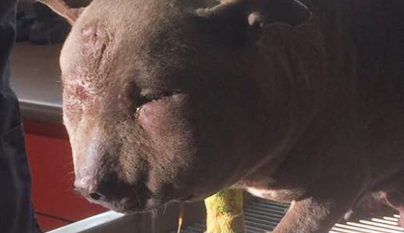 Update on dog beaten and left to die