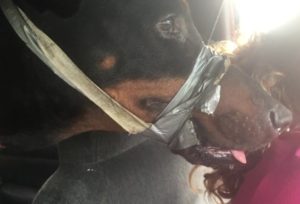 Dog with duct tape rescued in SC