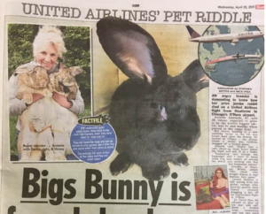 Giant Rabbit has died