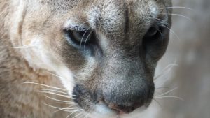 Mountain lion stole dog from home